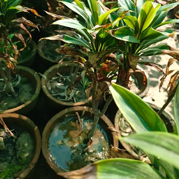 Healthy indoor dracaena plant in pot showing how often to water dracaena