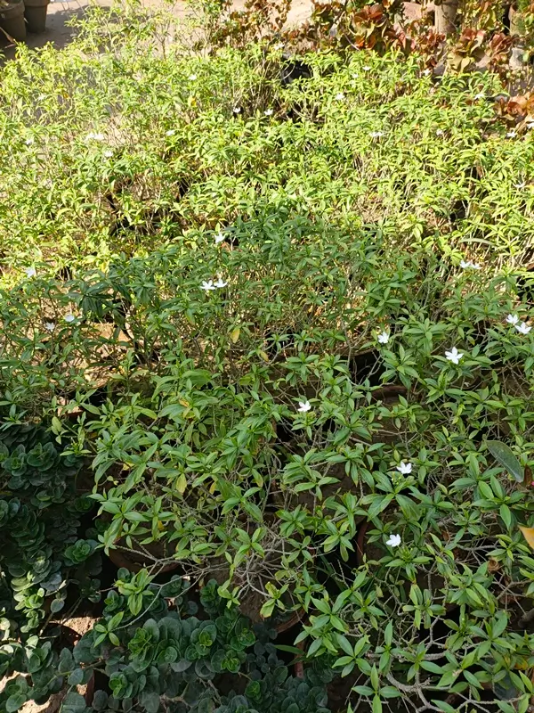Young green basil plant growing in rich soil showing stem nodes and leafy shoots