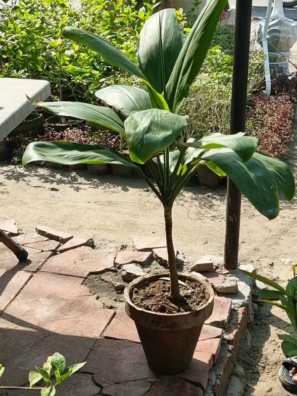 A healthy potted dracaena plant placed indoors showing proper dracaena care and bright foliage growth.