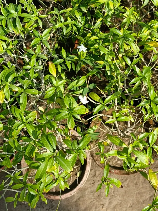 How to prune basil step-by-step for bushy and healthy plant growth