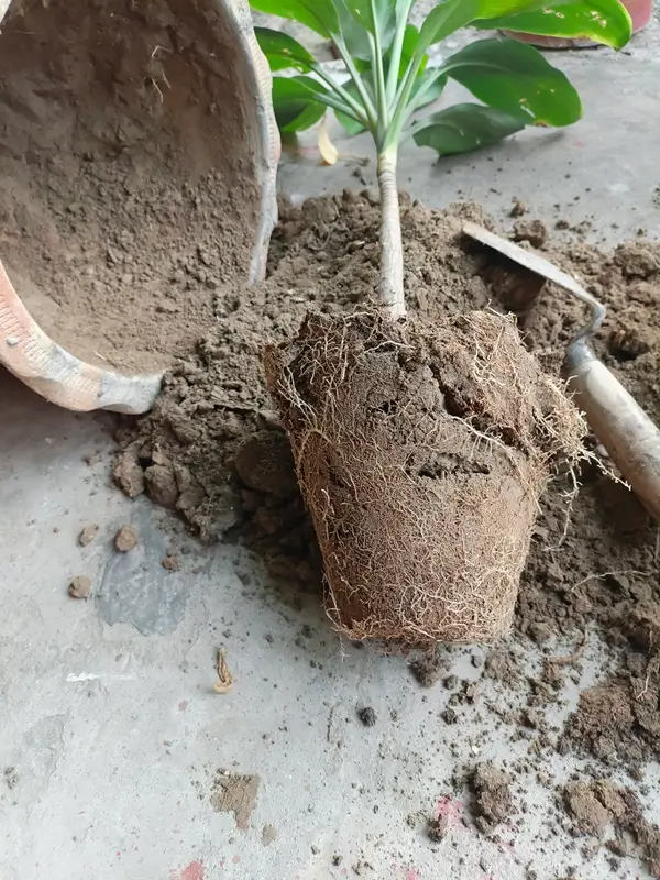 Well draining potting soil mix prepared for proper dracaena care and healthy root growth.
