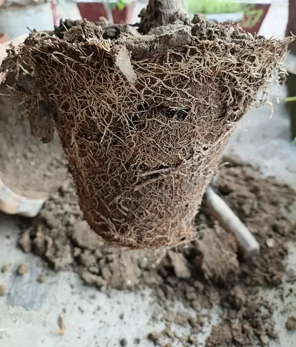 A step-by-step visual showing how to repot dracaena safely into a fresh pot with well-draining soil.