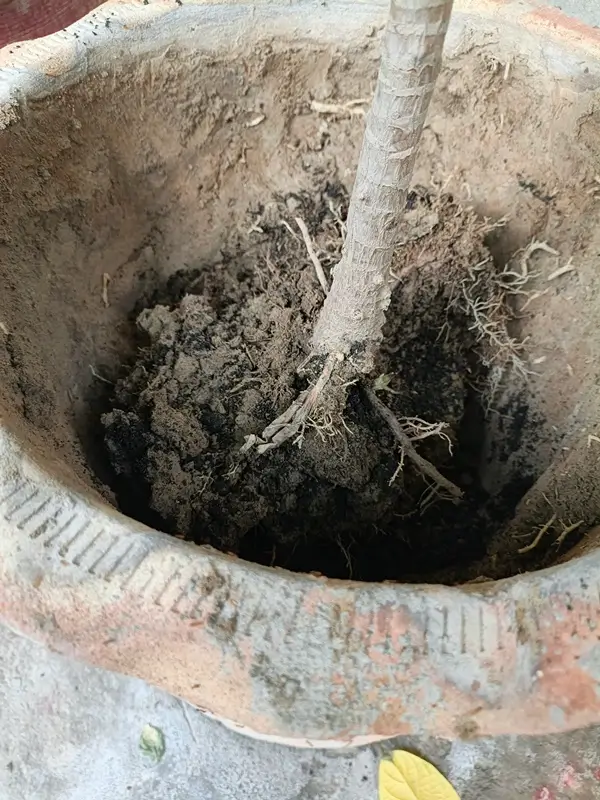 Choosing the right size pot with drainage holes for repotting dracaena plant.