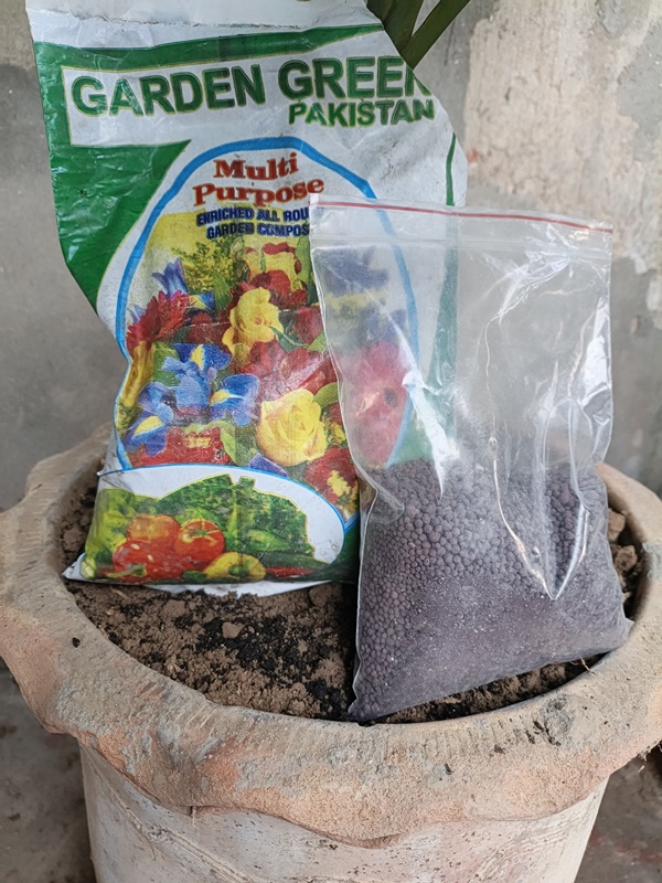 how to care for dracaena plant fertilizer application for healthy leaves