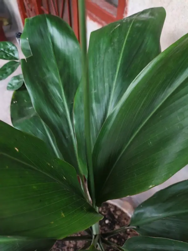 Potted dracaena marginata houseplant featuring long green leaves with dark red edges