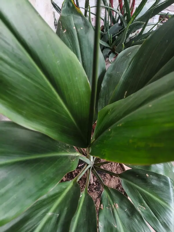 Dracaena plant in terracotta pot with well-draining soil mix before repotting