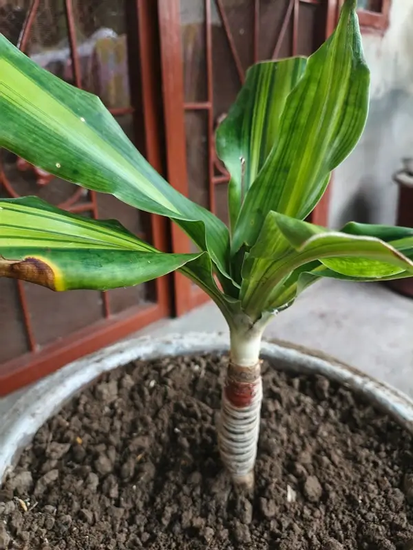 Pruning dracaena stem for healthy growth and new foliage