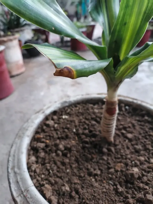 Dracaena leaves turning yellow and brown due to overwatering and low light