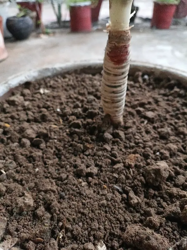 A hand touching dry potting soil of a dracaena plant in a clay container.