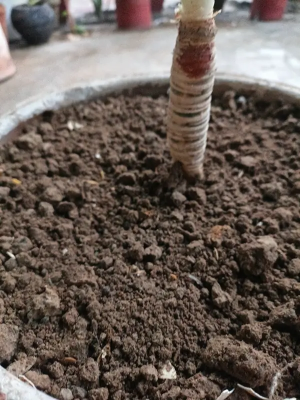 Well-draining potting soil mix around Dracaena plant roots to prevent yellow leaves and rot