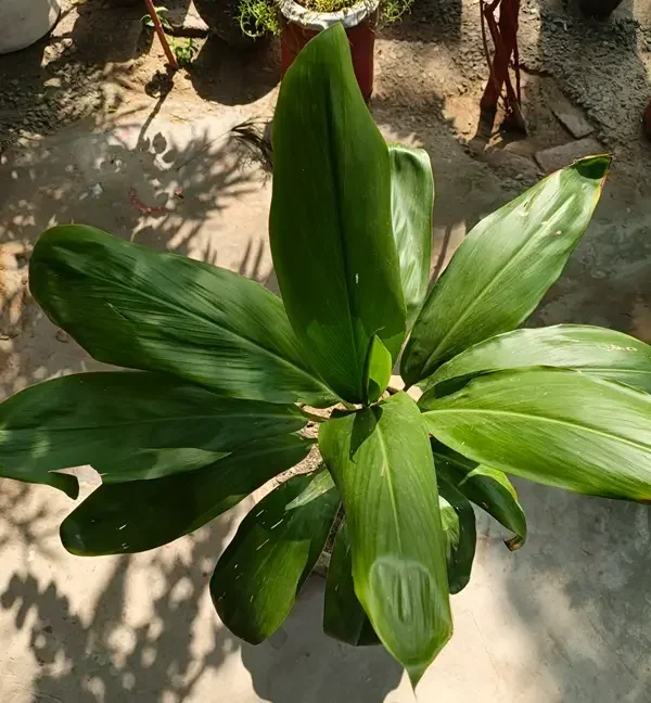 Close-up of vibrant green dracaena plant foliage growing in a pot.