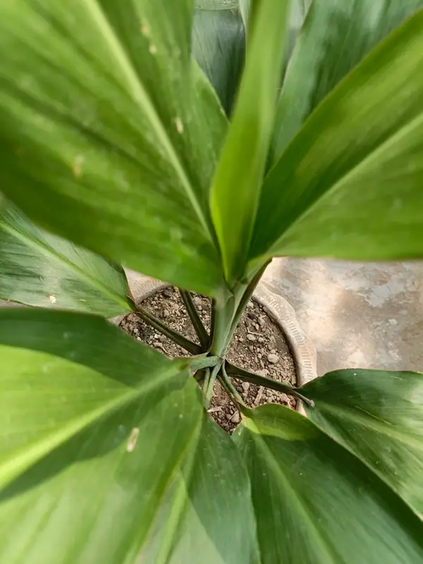 Fresh green shoots sprouting from pruned dracaena stem after cutting