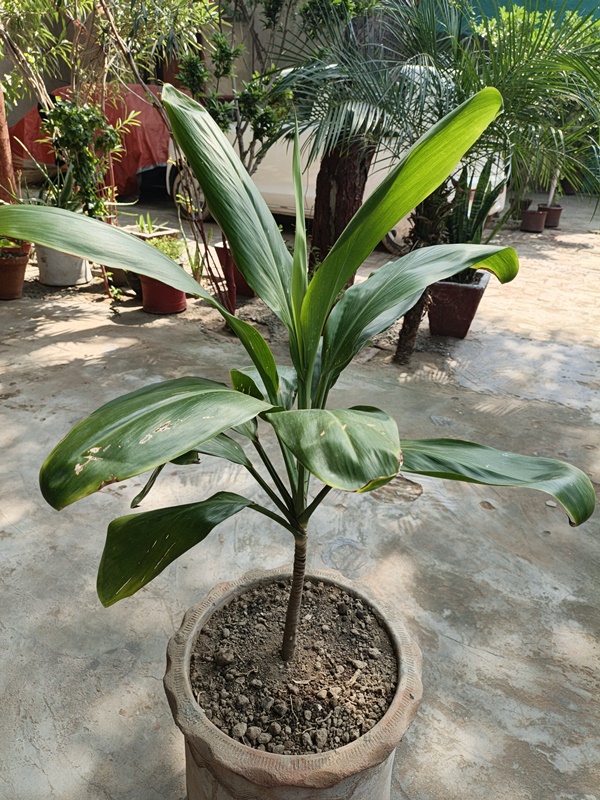 how to care for dracaena plant in indoor environment