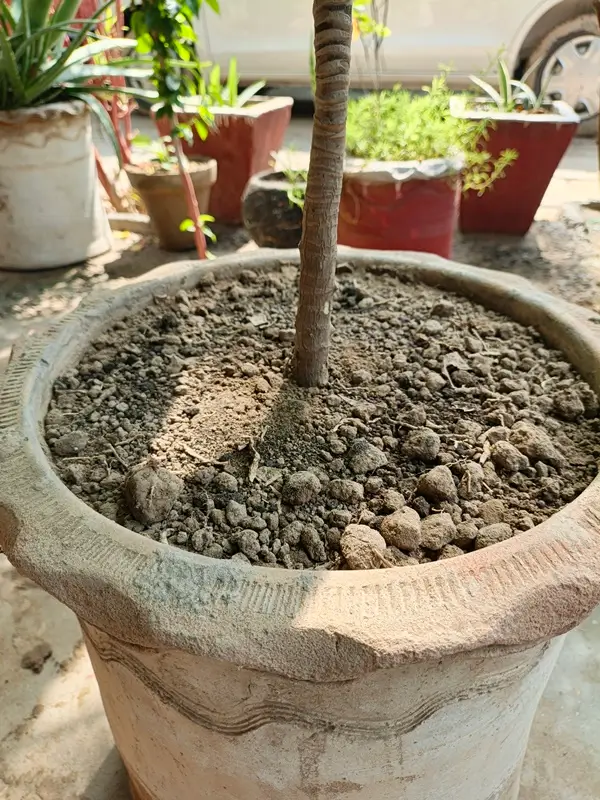Ingredients for best soil mix for dracaena including peat moss, perlite, and orchid bark.