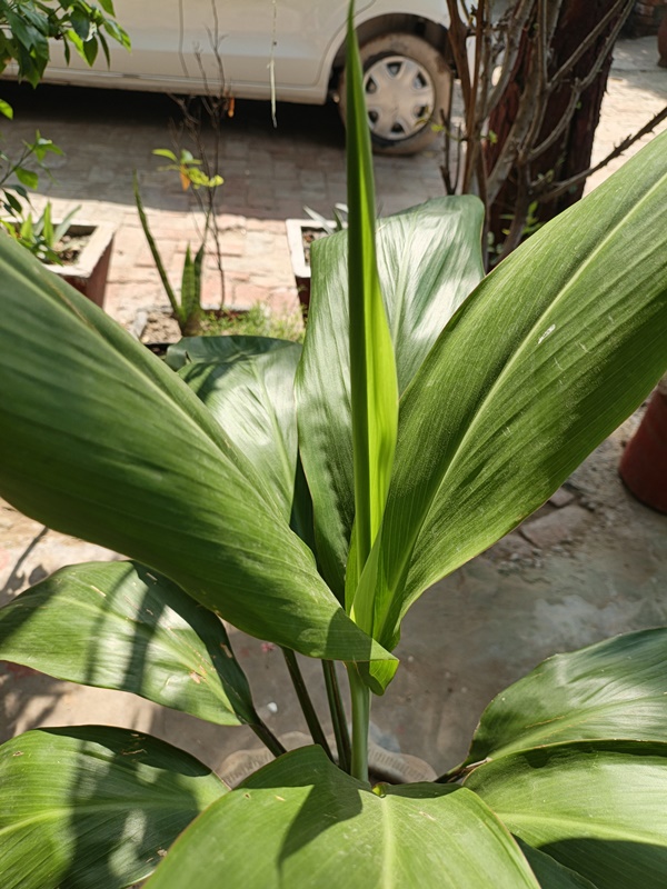 how to care for dracaena plant