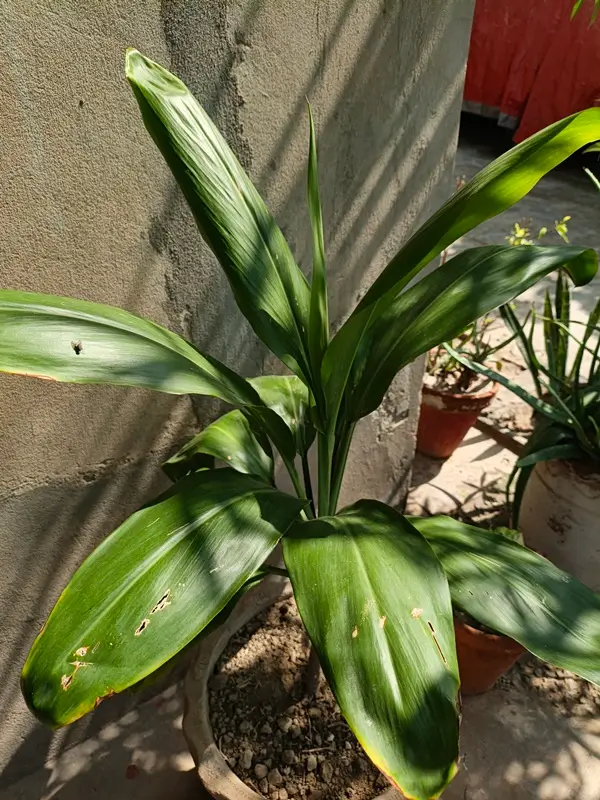 Healthy Dracaena plant foliage with vibrant green leaves ready for repotting.