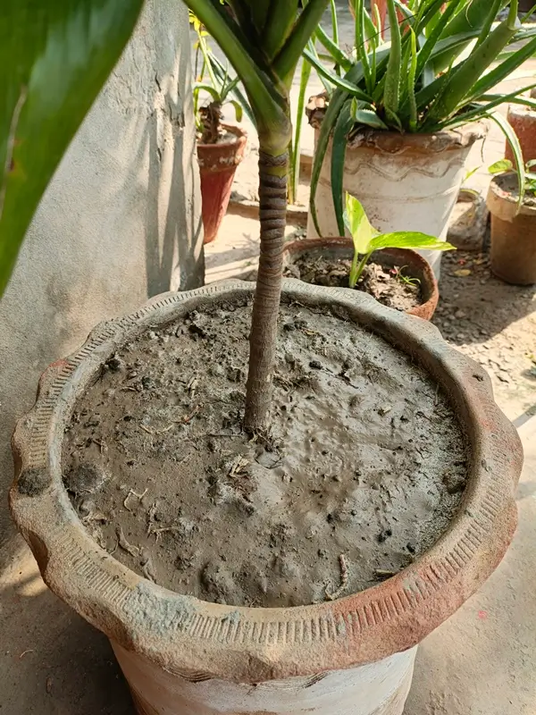 A vibrant potted dracaena plant displayed indoors to demonstrate essential dracaena care and healthy leaf development.