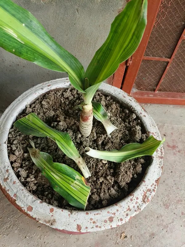 Trimming and pruning dracaena stems for optimal dracaena care and bushy foliage growth.