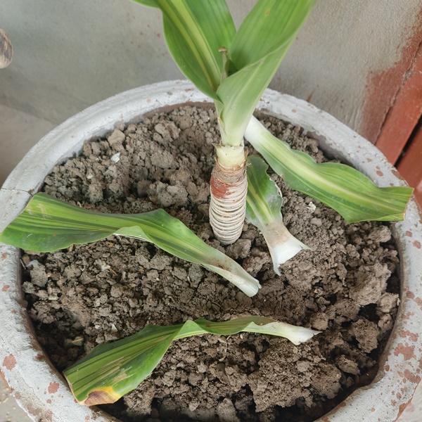 How to prune dracaena plant stem for healthy growth