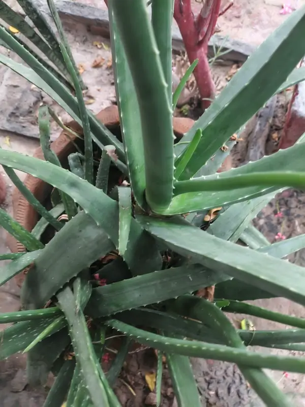 Aloe Vera Gel for Skin Care and Soothing Treatment