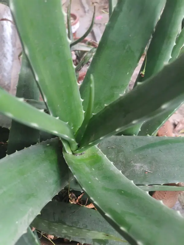 fresh aloe vera leaf cut open for natural skincare routine
