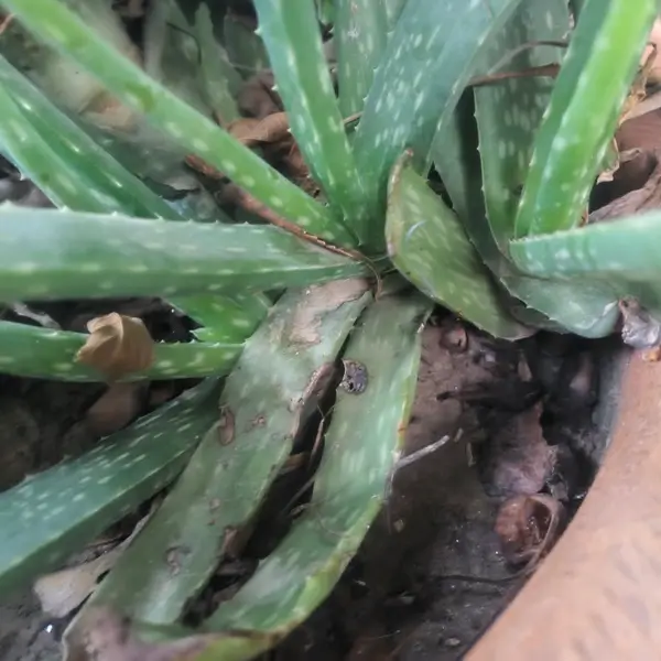 Does Aloe Vera Help With Itching