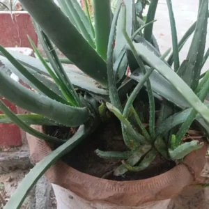 How does aloe vera help sunburn relief