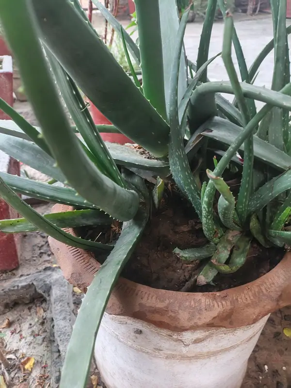 Applying fresh aloe vera gel for face hydration and daily botanical skincare.