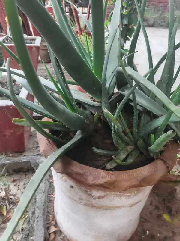 Aloe vera latex side effects and potential health risks