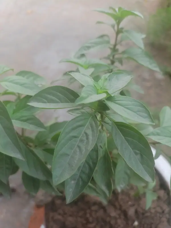 A indoor cat resting near a fresh basil plant to explain is basil toxic to cats