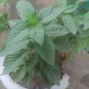 how to dry basil leaves at home