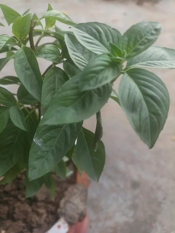 blanched green basil leaves cooled in ice bath before freezing using how to freeze basil method