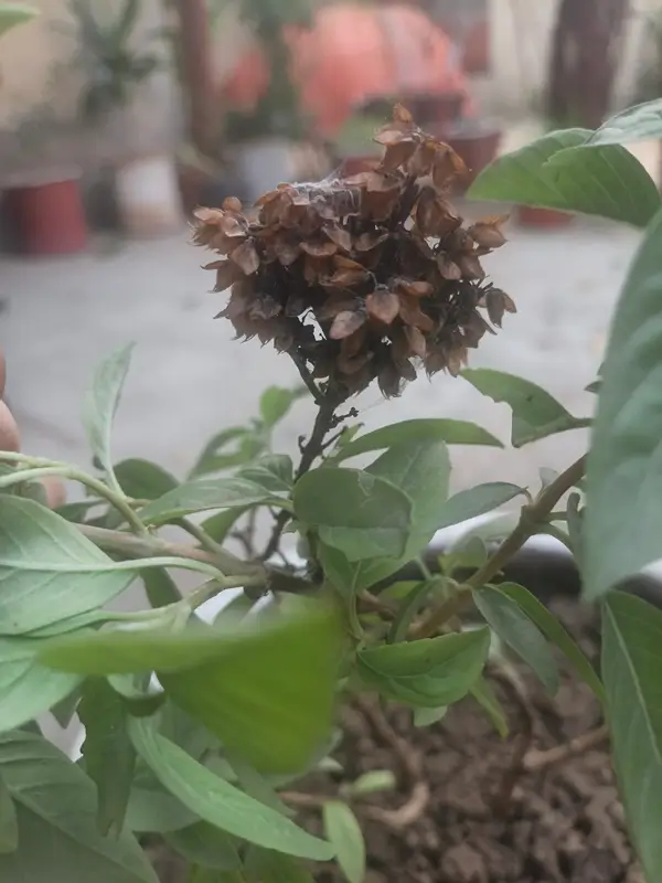 harvesting fresh basil plant leaves for drying