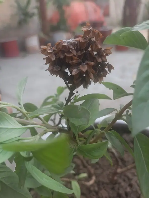 Trimming flowers and flower buds from a basil plant stem