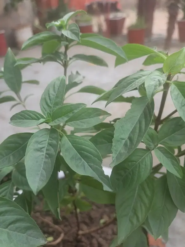 how to store fresh basil in a freezer bag