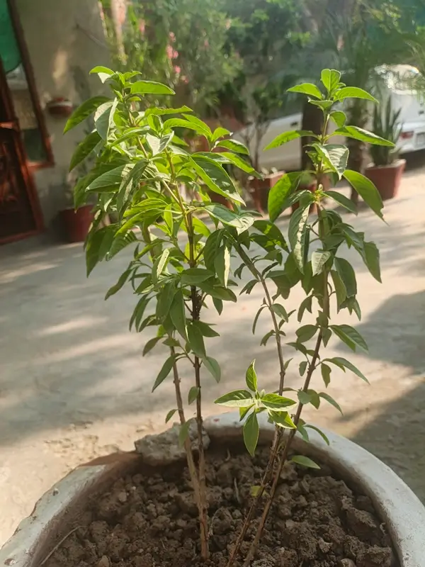can dogs eat basil leaves safely