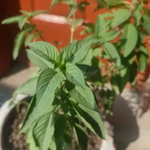 how to store fresh basil in a jar of water