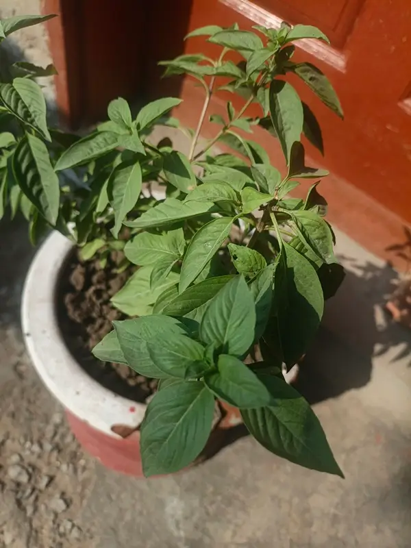 can dogs eat basil leaves safely in food
