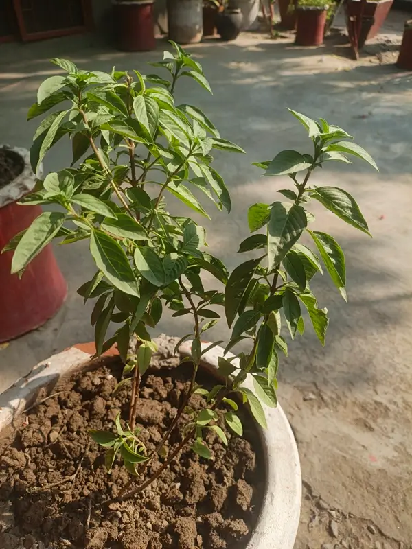 air drying basil leaves in paper bag