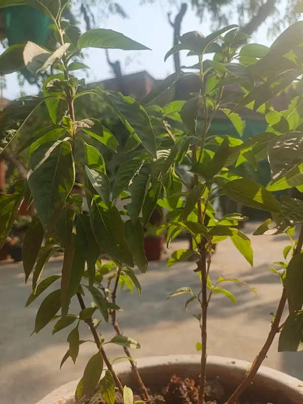 washing and drying fresh basil leaves