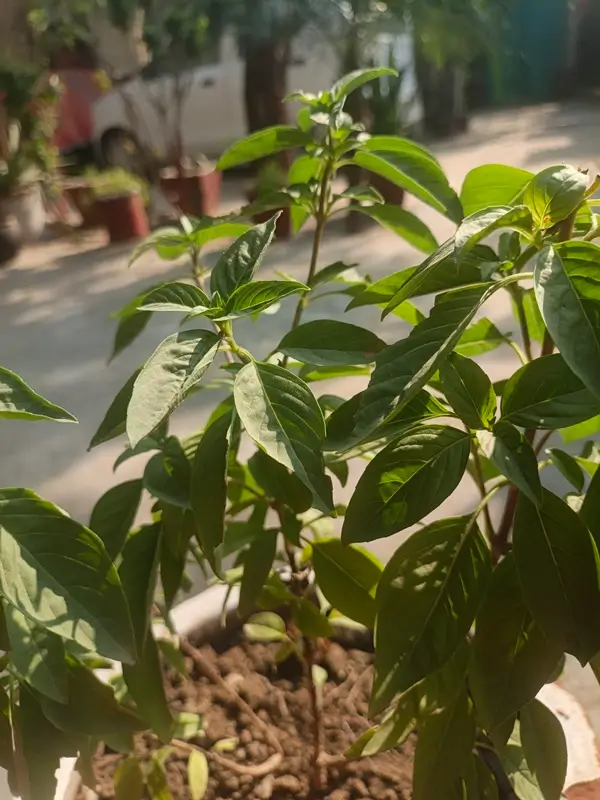 how to harvest basil plant stems and leaves