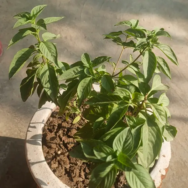 how to harvest basil leaves for maximum growth and yield