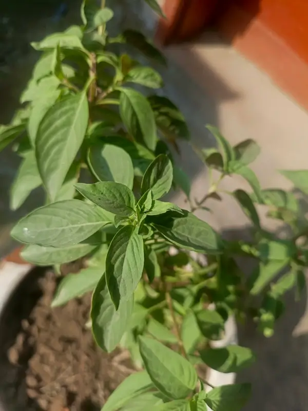 Freshly picked green basil leaves washed and spread on paper towel