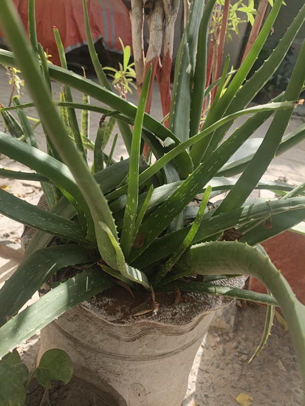 Fresh aloe vera plant leaf for natural sunburn relief
