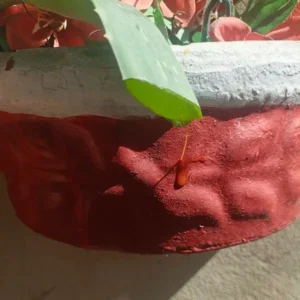 What is aloe vera latex vs gel and plant anatomy