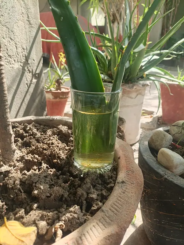 aloe vera latex vs gel comparison and plant structure