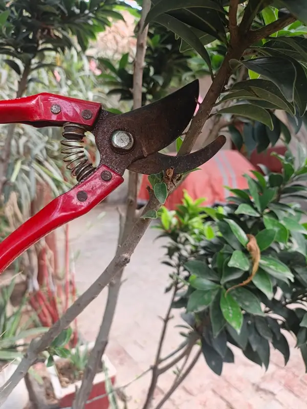 Clean Pruning Shears for Dracaena Stem Cuttings - Propagation Tool Guide
