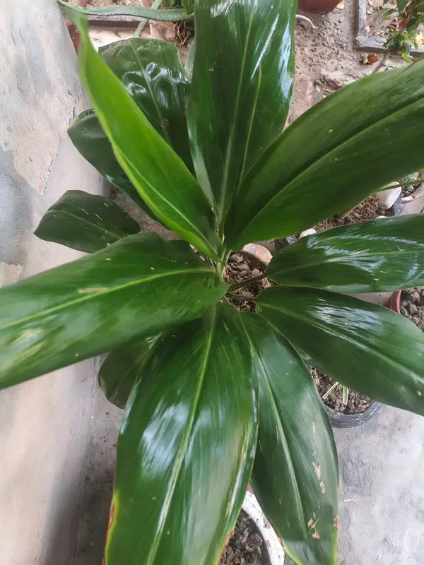Healthy Dracaena plant with vibrant green foliage free from yellow and brown leaves