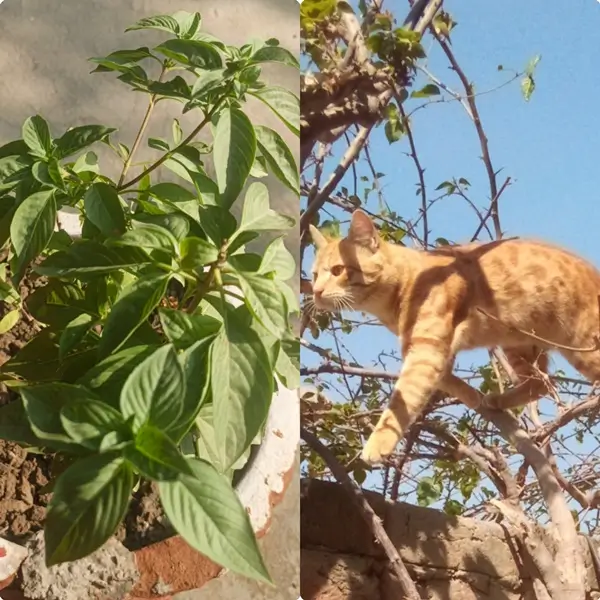 A curious cat sniffing fresh green basil leaves in a pot to check if basil is toxic to cats