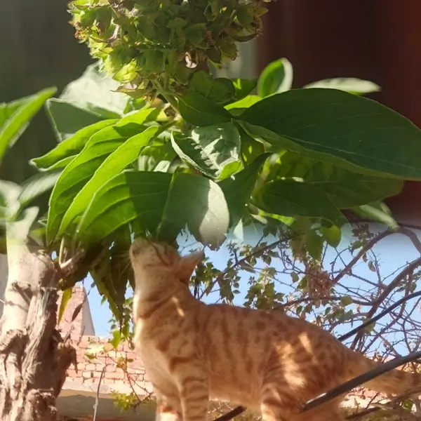 A cat looking at fresh green basil leaves to see is basil toxic to cats